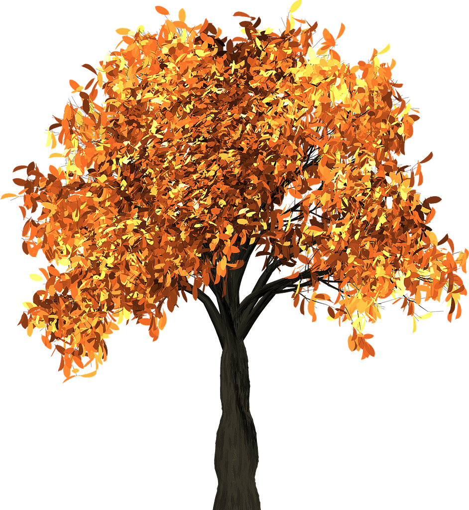 tree, leaves, autumn-1658814.jpg